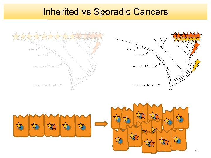 Inherited vs Sporadic Cancers 84 