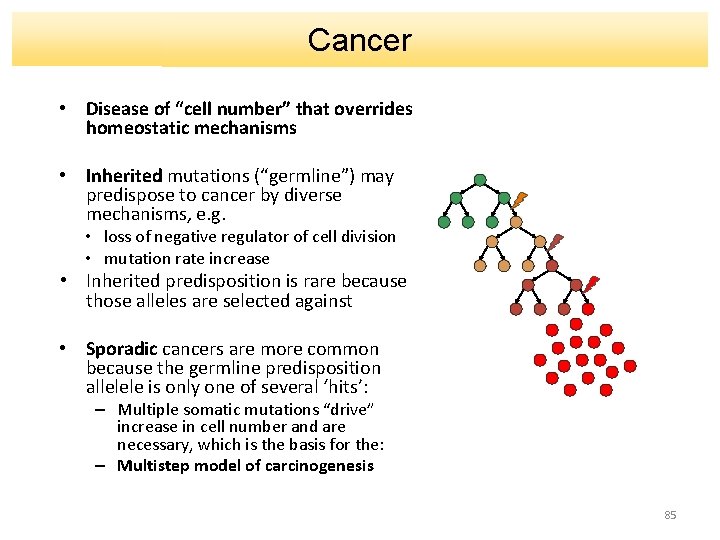 Cancer • Disease of “cell number” that overrides homeostatic mechanisms • Inherited mutations (“germline”)