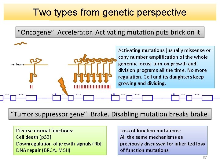 Two types from genetic perspective “Oncogene”. Accelerator. Activating mutation puts brick on it. membrane