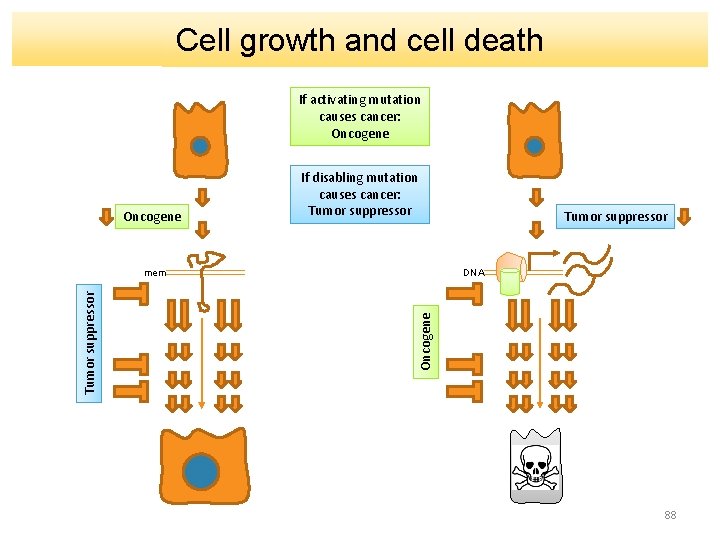 Cell growth and cell death If activating mutation causes cancer: Oncogene If disabling mutation
