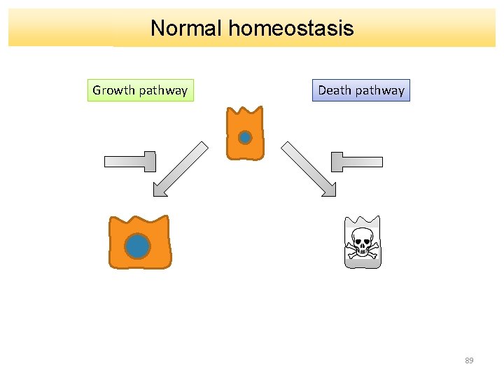 Normal homeostasis Growth pathway Death pathway 89 