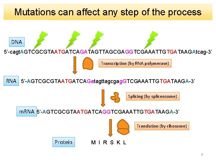 Mutations can affect any step of the process DNA 5’-cagt. AGTCGCGTAATGATCAGATAGTTAGCGAGGTCGAAATTGTGATAAGAtcag-3’ Transcription (by RNA