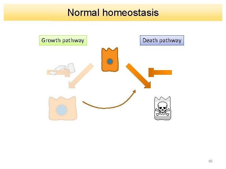 Normal homeostasis Growth pathway Death pathway 90 