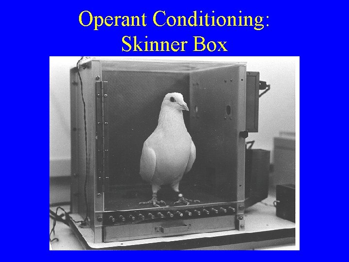 Operant Conditioning: Skinner Box 