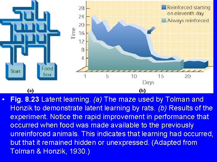  • Fig. 8. 23 Latent learning. (a) The maze used by Tolman and