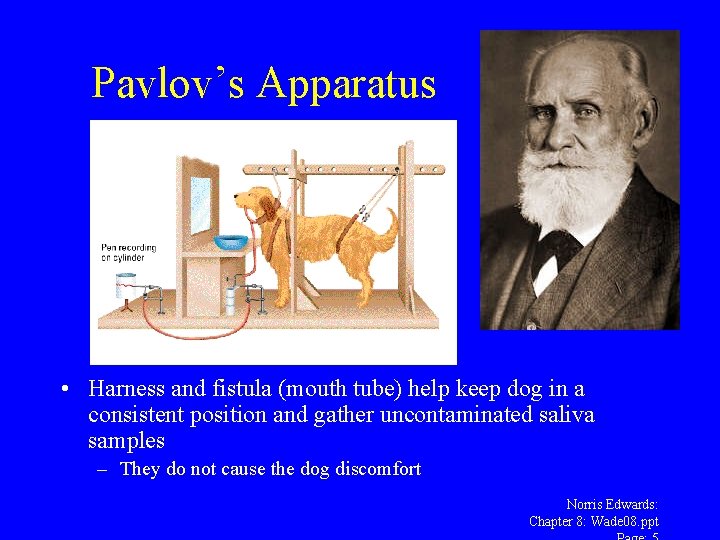 Pavlov’s Apparatus • Harness and fistula (mouth tube) help keep dog in a consistent