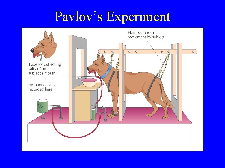 Pavlov’s Experiment 