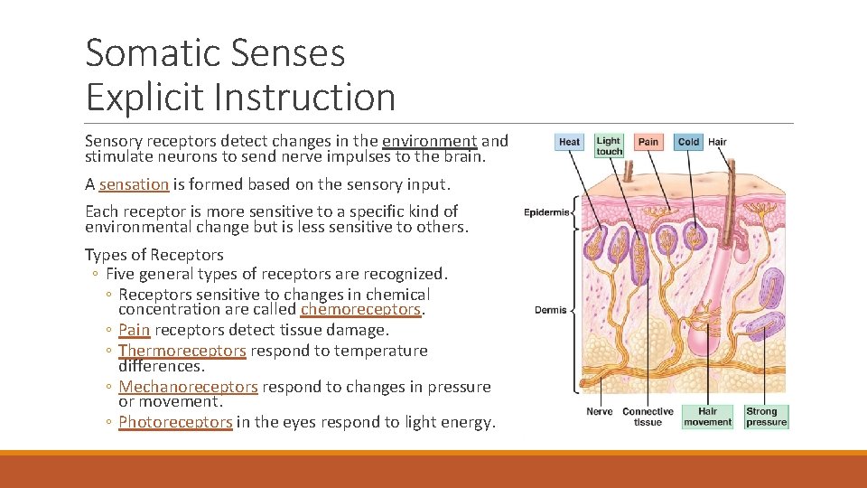 Somatic Senses Explicit Instruction Sensory receptors detect changes in the environment and stimulate neurons