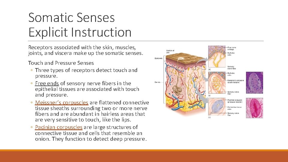 Somatic Senses Explicit Instruction Receptors associated with the skin, muscles, joints, and viscera make