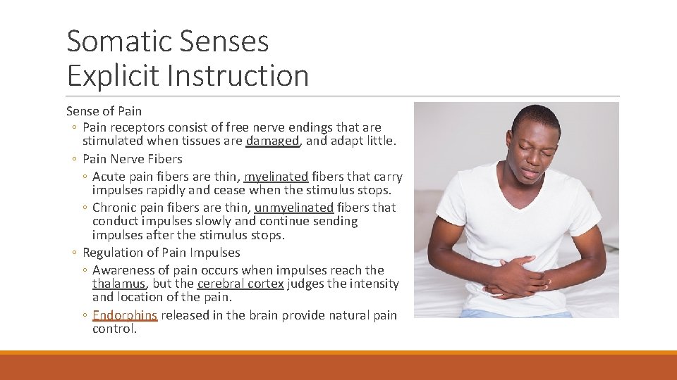 Somatic Senses Explicit Instruction Sense of Pain ◦ Pain receptors consist of free nerve