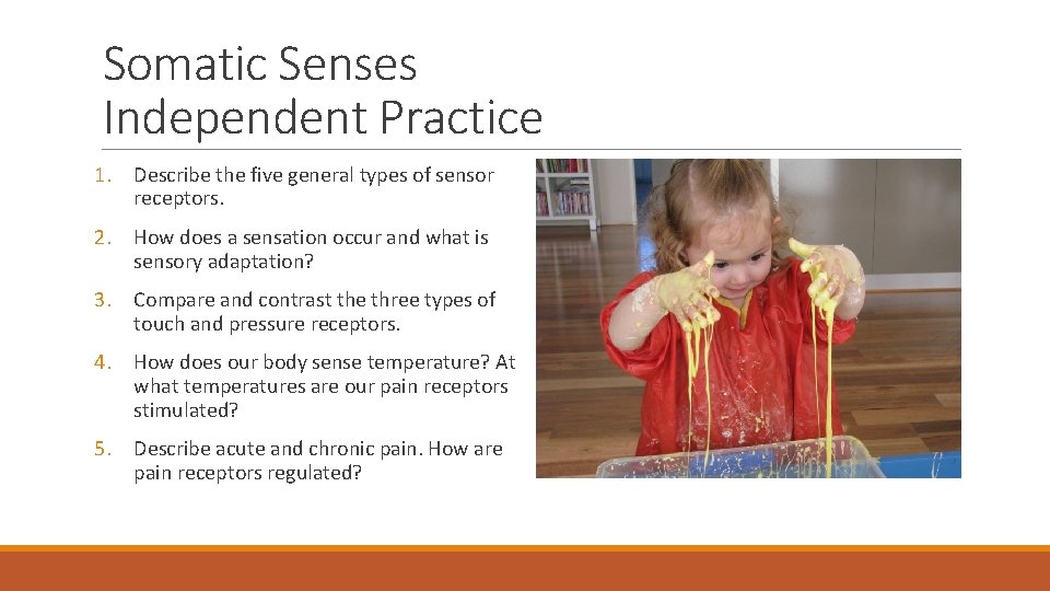 Somatic Senses Independent Practice 1. Describe the five general types of sensor receptors. 2.