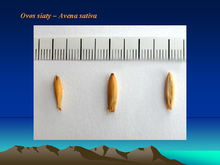 Ovos siaty – Avena sativa 