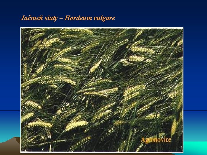 Jačmeň siaty – Hordeum vulgare 