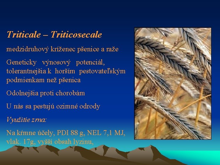 Triticale – Triticosecale medzidruhový kríženec pšenice a raže Geneticky výnosový potenciál, tolerantnejšia k horším