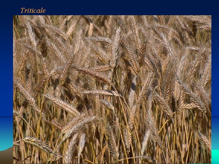 Triticale 