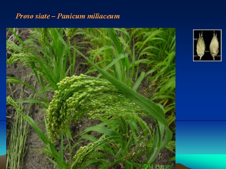 Proso siate – Panicum miliaceum 