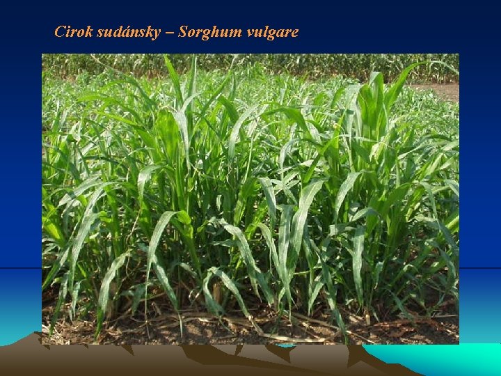 Cirok sudánsky – Sorghum vulgare 