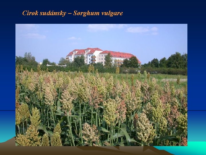 Cirok sudánsky – Sorghum vulgare 