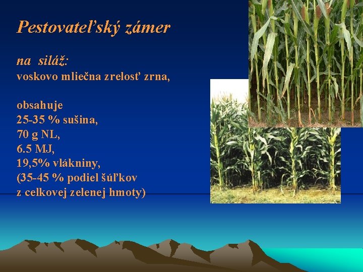 Pestovateľský zámer na siláž: voskovo mliečna zrelosť zrna, obsahuje 25 -35 % sušina, 70