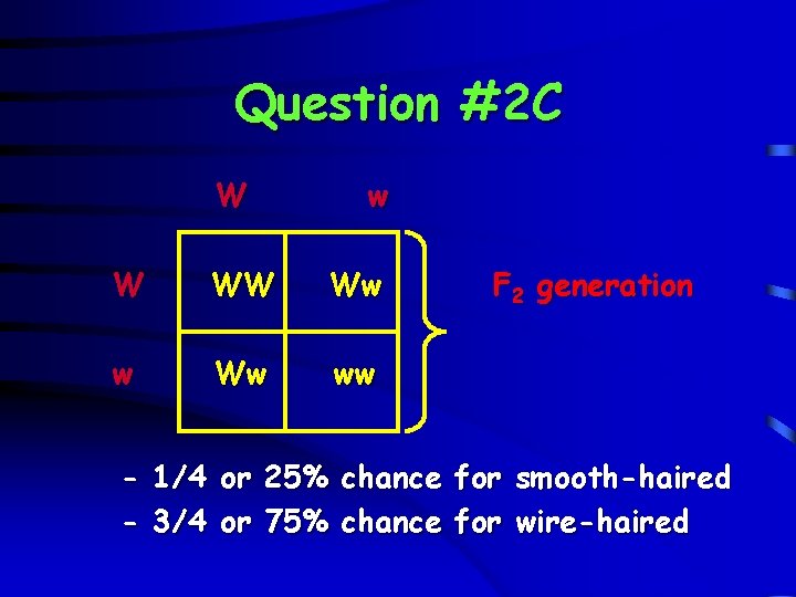Question #2 C W w W WW Ww ww F 2 generation - 1/4