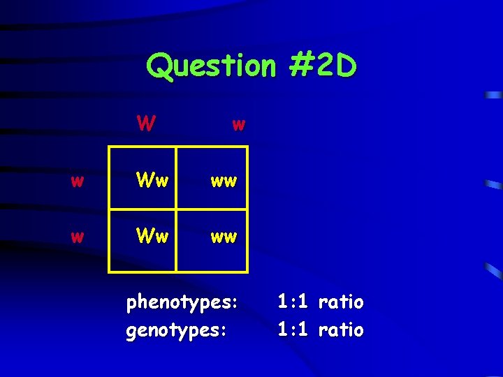 Question #2 D W w w Ww ww phenotypes: genotypes: 1: 1 ratio 
