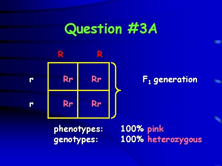 Question #3 A R R r Rr Rr phenotypes: genotypes: F 1 generation 100%