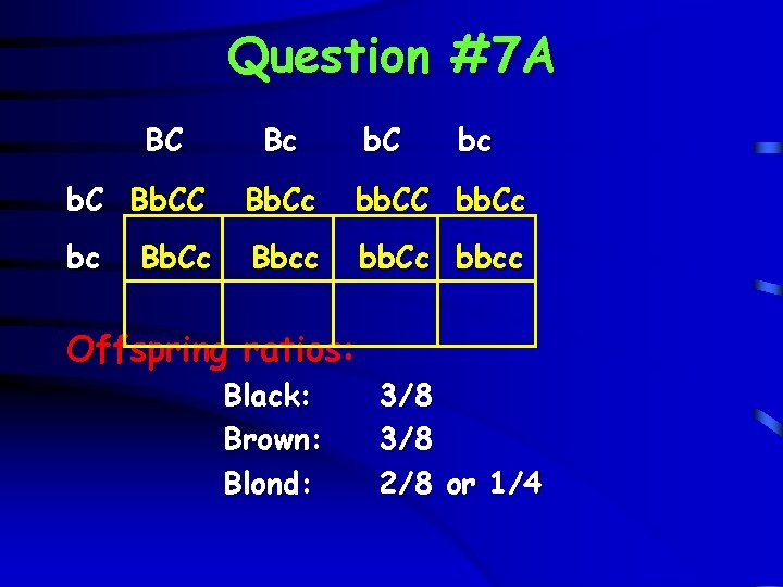 Question #7 A BC Bc b. C bc b. C Bb. Cc bb. CC