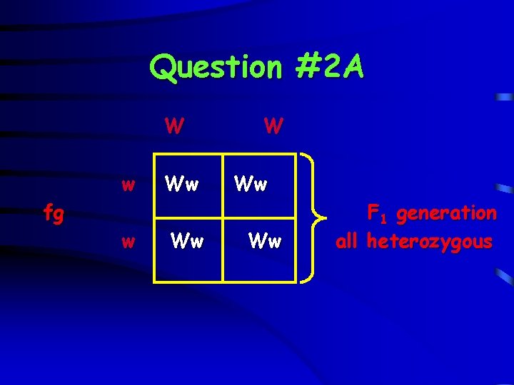 Question #2 A W fg w Ww Ww F 1 generation all heterozygous 