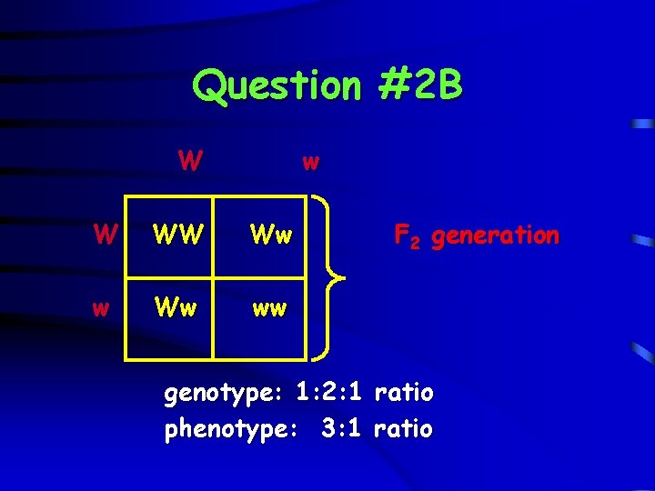 Question #2 B W w W WW Ww ww genotype: 1: 2: 1 phenotype: