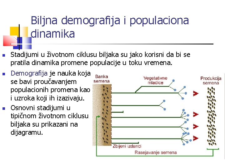 Biljna demografija i populaciona dinamika Stadijumi u životnom ciklusu biljaka su jako korisni da