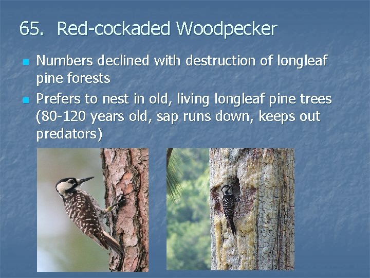 65. Red-cockaded Woodpecker n n Numbers declined with destruction of longleaf pine forests Prefers