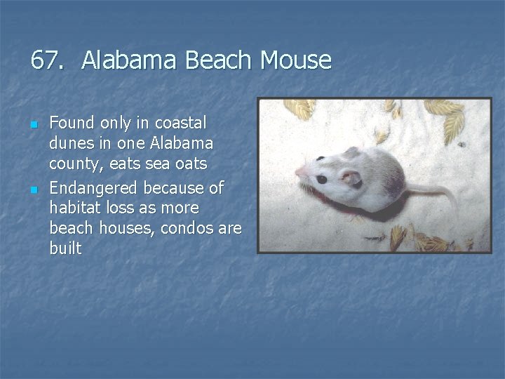 67. Alabama Beach Mouse n n Found only in coastal dunes in one Alabama