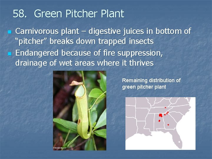 58. Green Pitcher Plant n n Carnivorous plant – digestive juices in bottom of