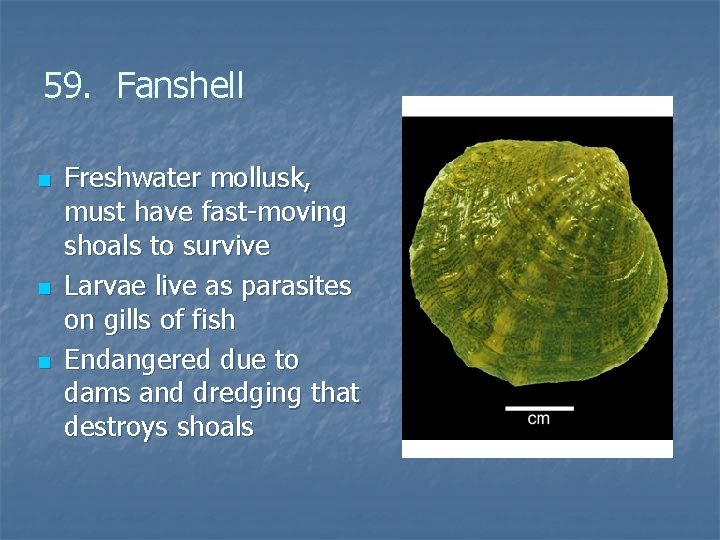 59. Fanshell n n n Freshwater mollusk, must have fast-moving shoals to survive Larvae