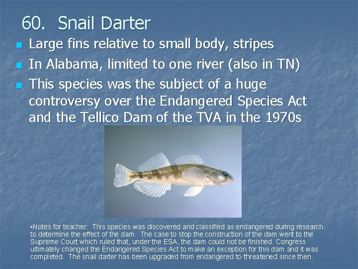 60. Snail Darter n n n Large fins relative to small body, stripes In