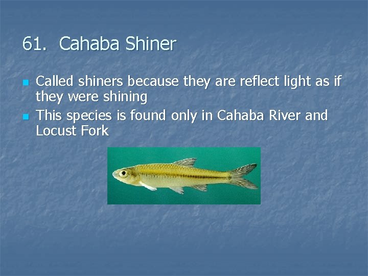 61. Cahaba Shiner n n Called shiners because they are reflect light as if