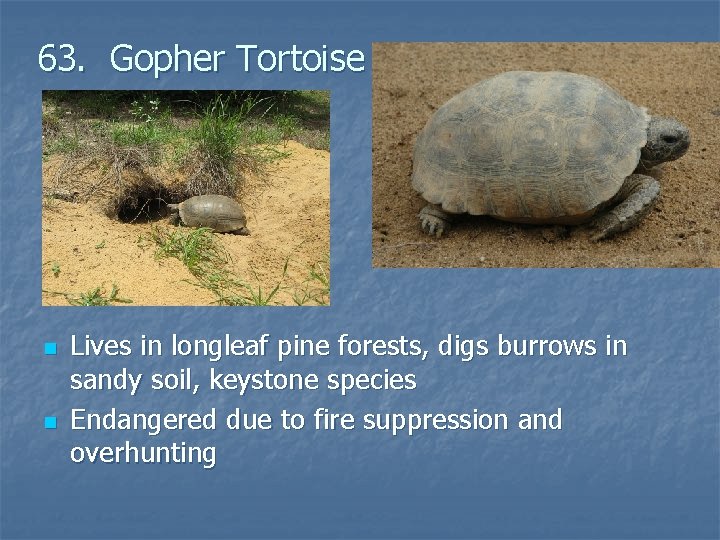 63. Gopher Tortoise n n Lives in longleaf pine forests, digs burrows in sandy