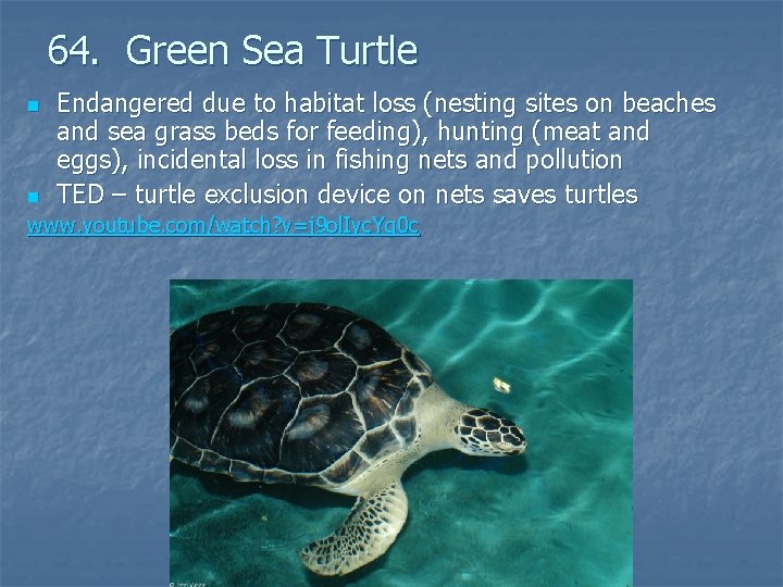 64. Green Sea Turtle n n Endangered due to habitat loss (nesting sites on