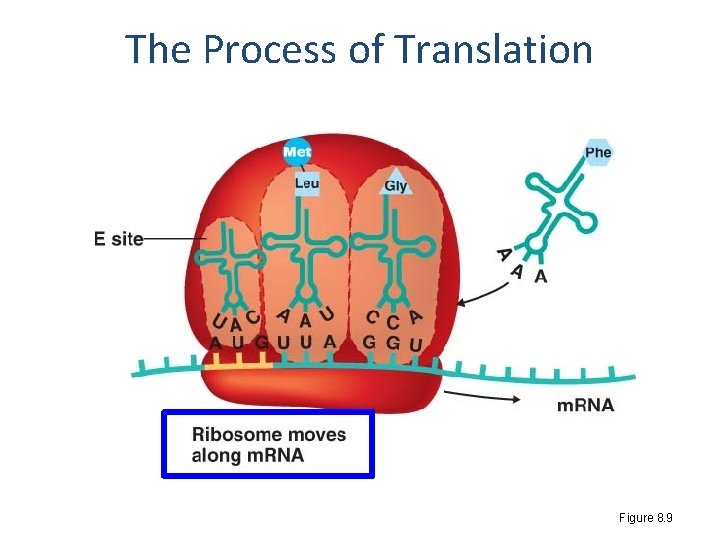 The Process of Translation Figure 8. 9 
