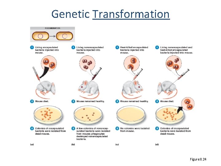 Genetic Transformation Figure 8. 24 