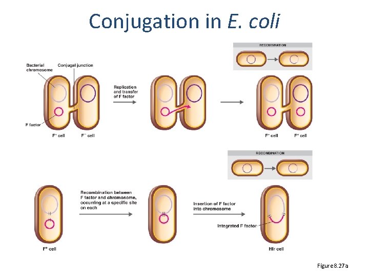 Conjugation in E. coli Figure 8. 27 a 
