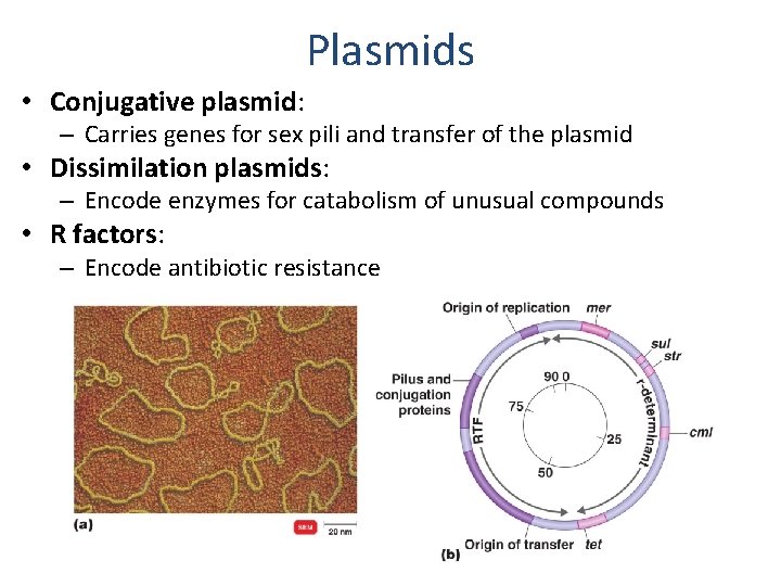 Plasmids • Conjugative plasmid: – Carries genes for sex pili and transfer of the