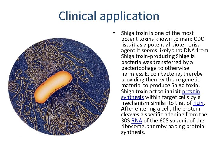 Clinical application • Shiga toxin is one of the most potent toxins known to