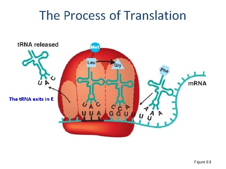 The Process of Translation The t. RNA exits in E Figure 8. 9 