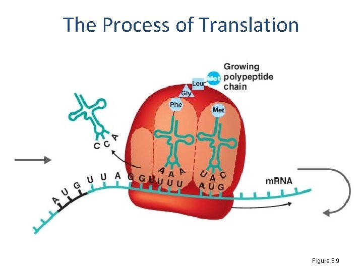 The Process of Translation Figure 8. 9 