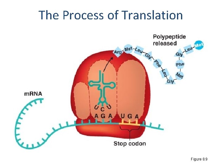 The Process of Translation Figure 8. 9 