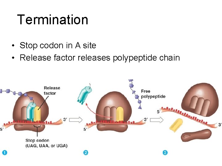 Termination • Stop codon in A site • Release factor releases polypeptide chain 