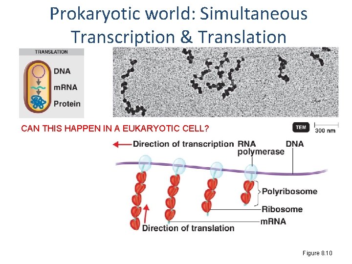 Prokaryotic world: Simultaneous Transcription & Translation CAN THIS HAPPEN IN A EUKARYOTIC CELL? Figure