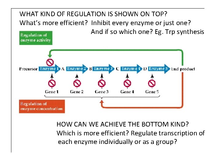 WHAT KIND OF REGULATION IS SHOWN ON TOP? What’s more efficient? Inhibit every enzyme