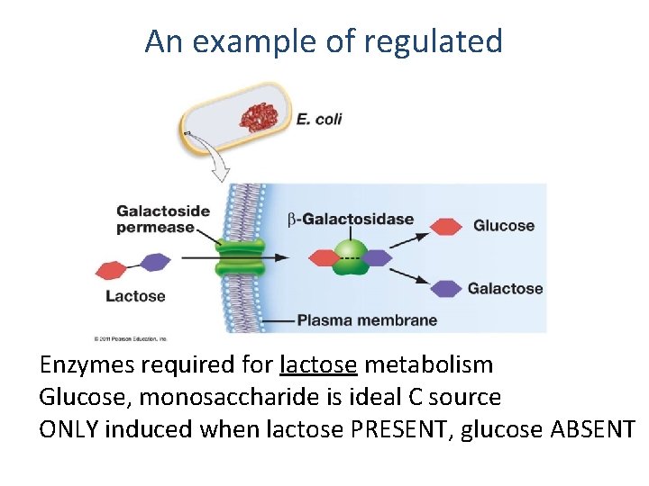 An example of regulated Enzymes required for lactose metabolism Glucose, monosaccharide is ideal C